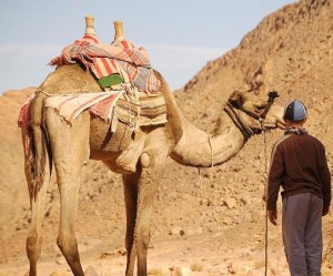 Camelo em Terra Santa